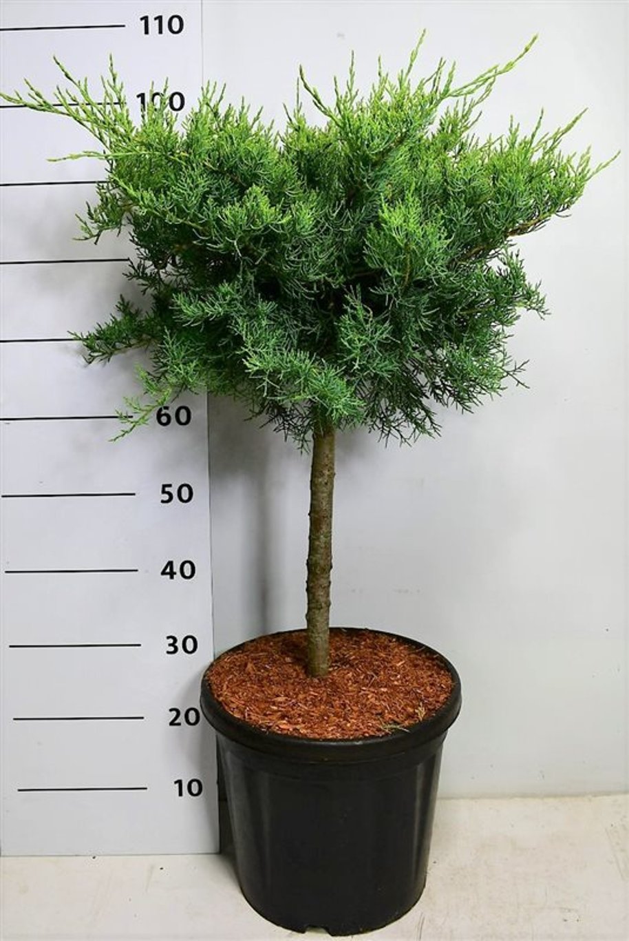 Juniperus virg. 'Grey Owl' - 40 CM Stem C12